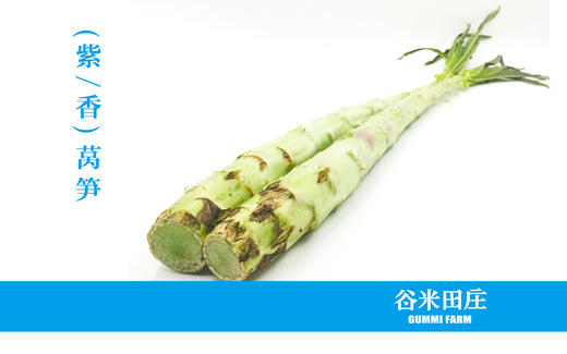 莴笋 商品图1