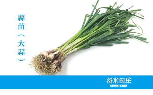 蒜苗 商品图0
