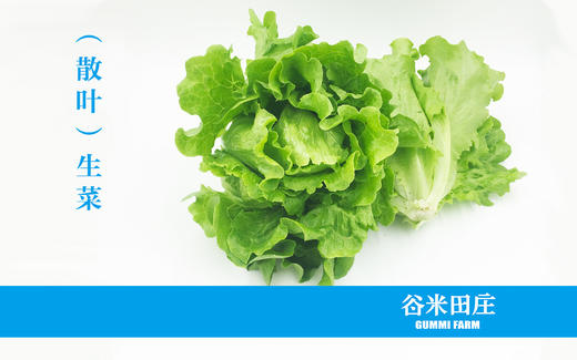 生菜 商品图0