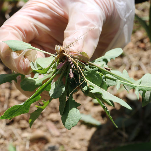 【密云】苦碟子 300g 野外自然生长  曲曲菜曲麻菜 苦麻菜 苦碟菜净菜不用择 商品图2