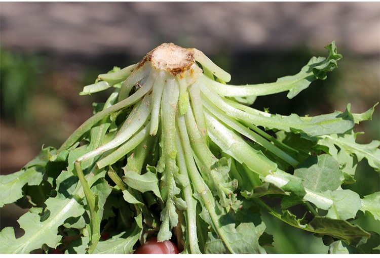 净菜不用择密农人家野生苦碟菜曲麻菜苦麻儿蘸酱菜300g