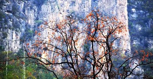 4.20【洛阳古城】珍稀牡丹、老君山、郭亮村6天摄影 Y 商品图6