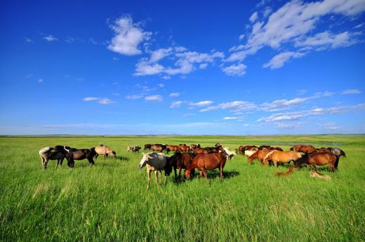 3月25日（越野车）【呼伦贝尔】仲夏呼伦贝尔草原风光、 蒙古族风情，策马奔腾6天摄影 商品图4