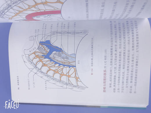 麻醉解剖学 商品图5