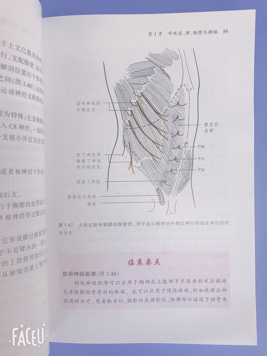 麻醉解剖学 商品图2