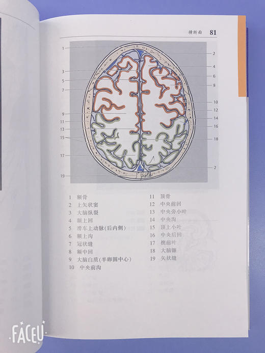 CT与MRI袖珍解剖断层图谱第一卷头颈部 医学影像诊断学 头影测量ct读片ct诊断临床 脑部血管造影术天津科技翻译出版社 商品图6