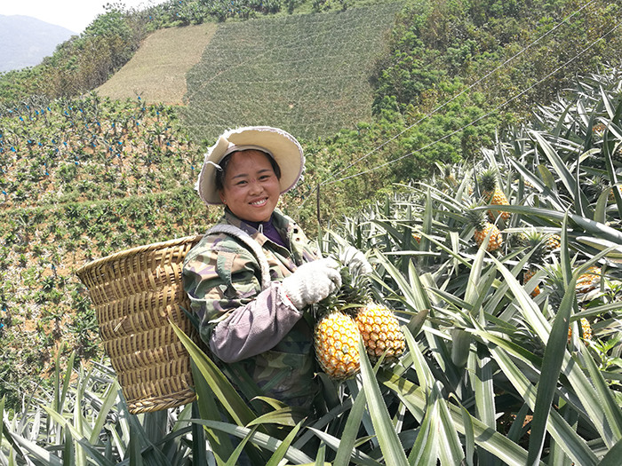 尽管每一次采摘菠萝回来,手都会被刺伤无数还带着非常强烈的疼痛感