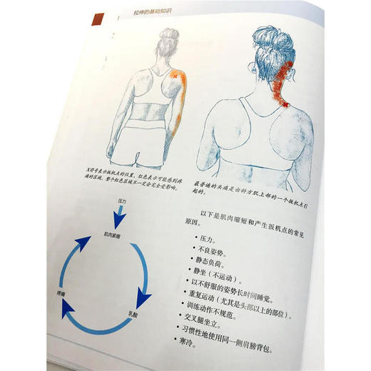 精准拉伸 疼痛消除和损伤预防的针对性练习 商品图3