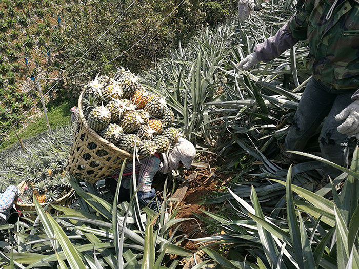 1995斤包邮云南河口香水小菠萝原生态种植像西瓜一样啃着吃