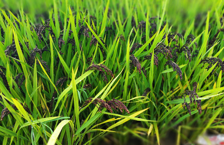 紫米是水稻的一个品种,属于糯米类,是较珍贵的水稻品种,分紫粳,紫糯