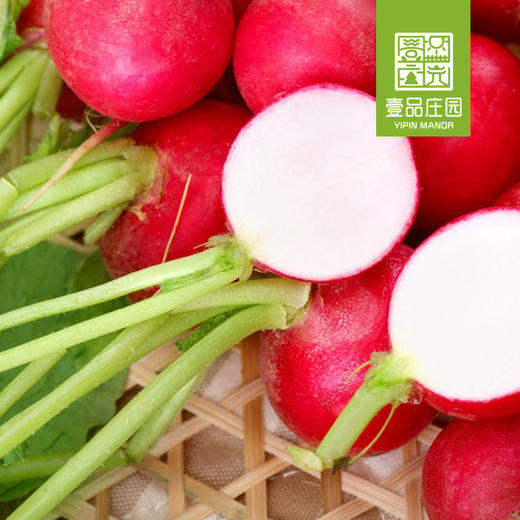 周二周五发杨花萝卜有机种植