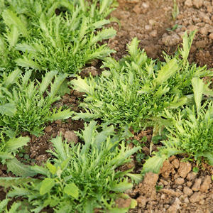 苦菊 6元/份/3两 商品图1