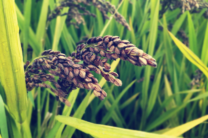 紫米是水稻中的一种,因碾出的米粒细长呈紫色,故名.