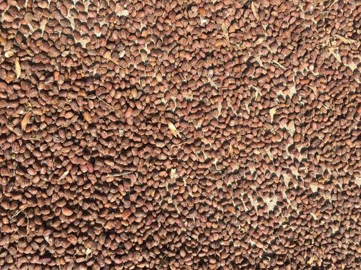 五谷杂粮 无公害花豇豆米（麻豇豆）6元/份/半斤 商品图2