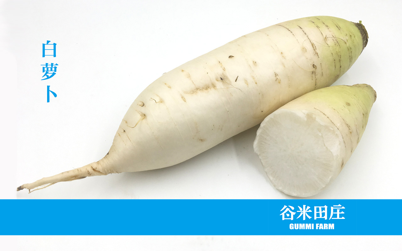 白萝卜
