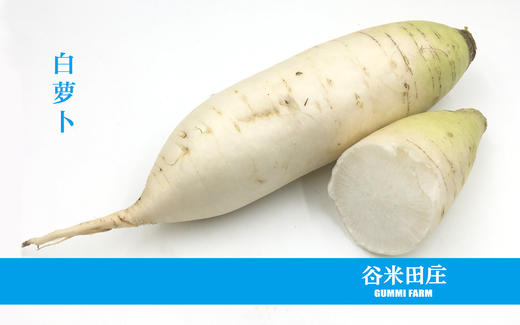 白萝卜 商品图0