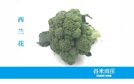 西兰花 商品图1