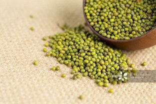 【绿豆】精品绿豆500g/份 商品图0