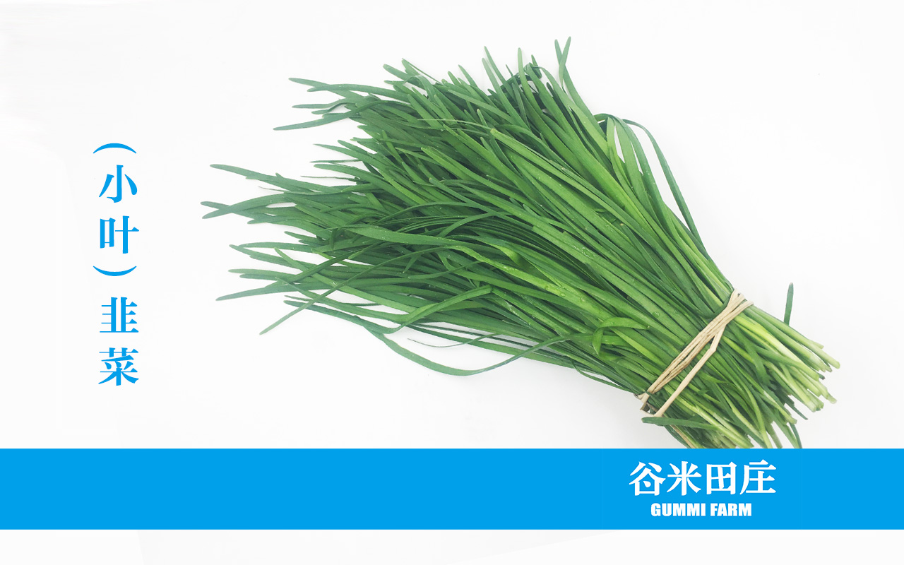 小叶韭菜