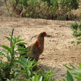 生态老母鸡（冷冻15天以上） | 绿家自产 *Eco-hens | Self-production