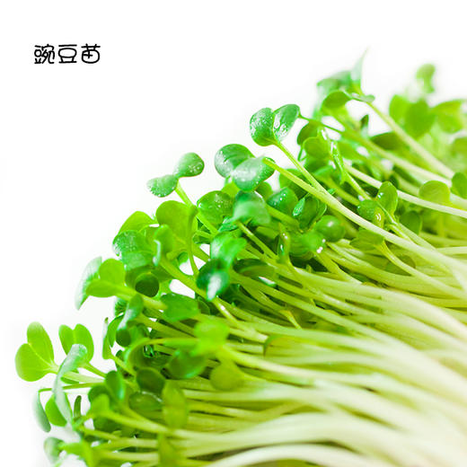 育苗4套套 商品图2