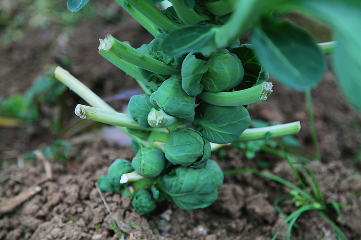 亚海农场抱子甘蓝,全程无公害种植,生长周期长,不用化学农药,化学肥料