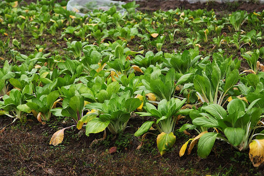 腌大青菜12元/斤 商品图2