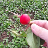 樱桃水果萝卜 商品缩略图1