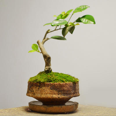 匣钵两个｜顺丰包邮 商品图3