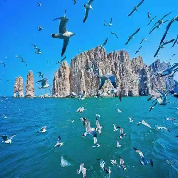 五一4天【长岛烟台 立减50元】与海鸥同行の深度游长岛-蓬莱仙境-打卡网红养马岛-烟台渔人码头