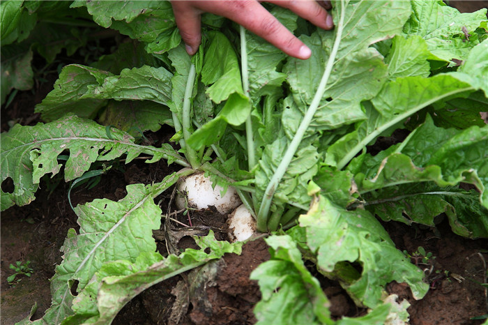 无公害圆白萝卜春不老6元斤