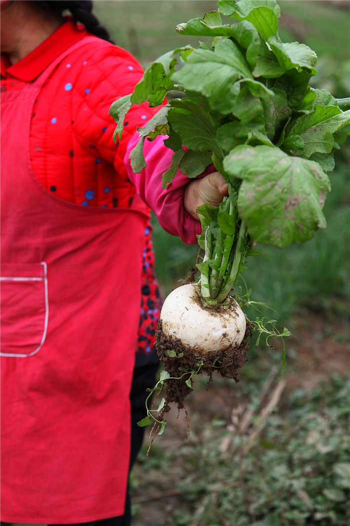 无公害 圆白萝卜(春不老)6元/斤 - 亚海生态农场