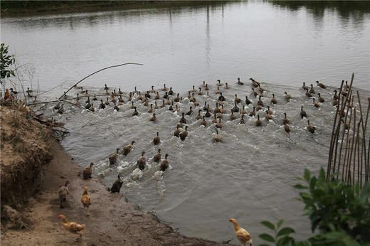 亚海农场散养 土公鸭子（90元/只/净重2斤左右）有特殊要求请提前备注！ 商品图2