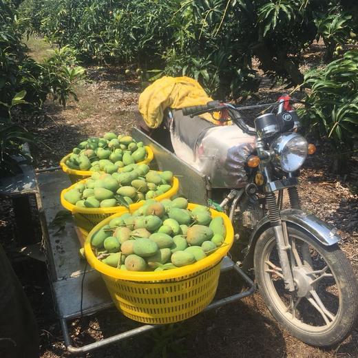 海南小台农芒果 新鲜热带水果 三亚特产小台芒鸡蛋芒5斤,9斤现摘包邮