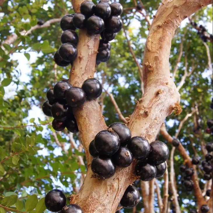 学名是嘉宝果,样子特别像葡萄又叫树葡萄,灌木植物,长在树干上的果子