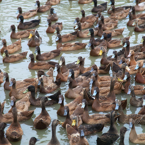 亚海农场散养 土公鸭子（90元/只/净重2斤左右）有特殊要求请提前备注！