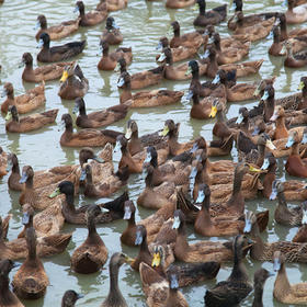 亚海农场散养 土公鸭子（90元/只/净重2斤左右）有特殊要求请提前备注！