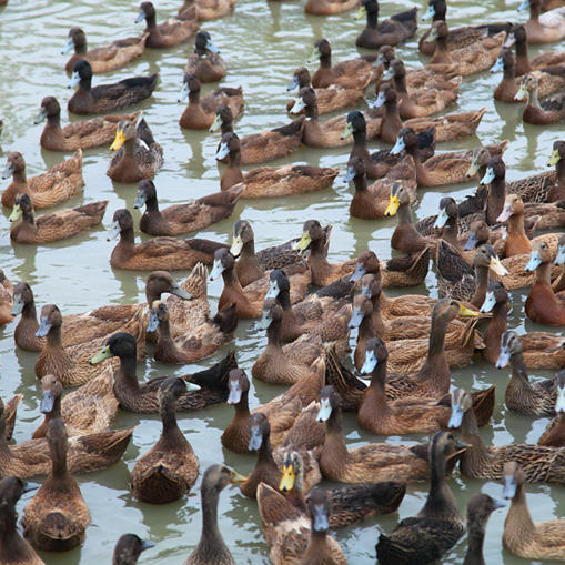 亚海农场散养 土公鸭子（90元/只/净重2斤左右）有特殊要求请提前备注！ 商品图0