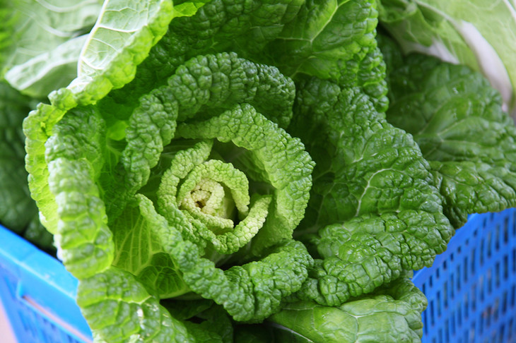 黄芽菜(类似小号的嫩大白菜)