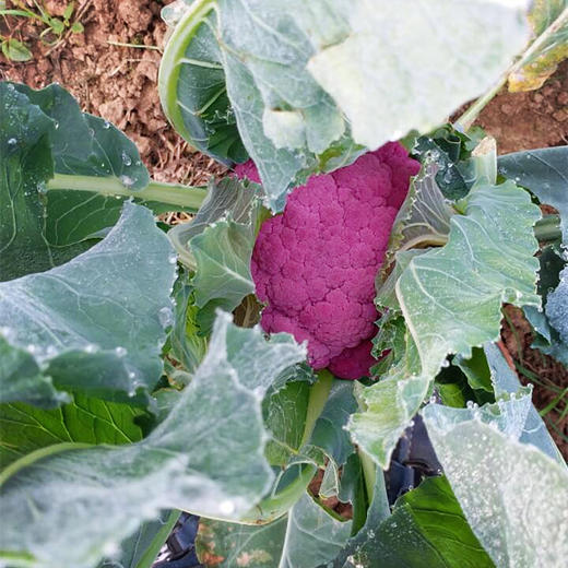 紫色花菜（11元/颗） 商品图0