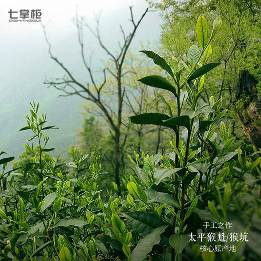 【七掌柜·手工猴魁】猴坑村核心产区，雨前，高山头，手工捏尖，7泡有余味 商品图1