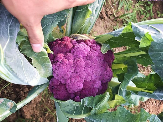 紫色花菜（11元/颗） 商品图1