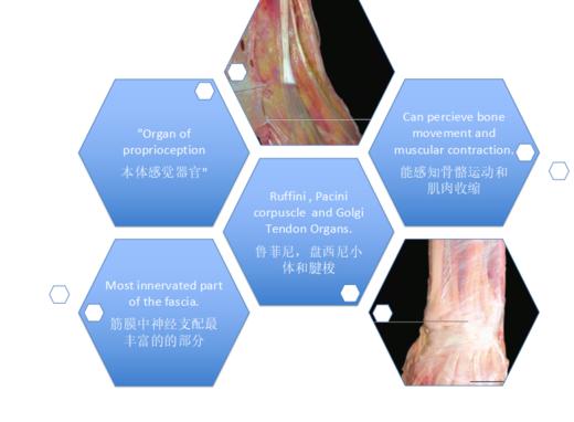 【广州Level2 Luca】2020年7月6~11日意大利筋膜手法认证课程 商品图0