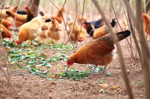 朴田农场山地放养鸡蛋 商品图3