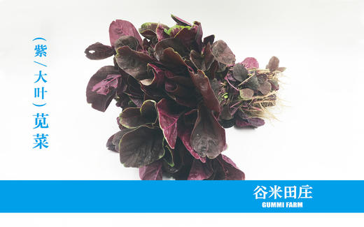 苋菜 商品图0