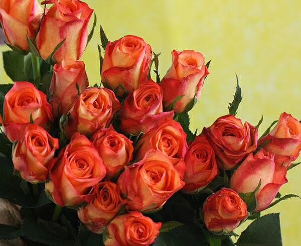 给力活动鲜花:金辉玫瑰一扎18支39.8元包邮,,实物比图片要漂亮哦!