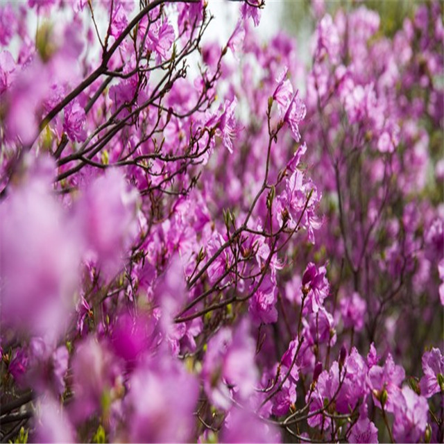 周末/五一1天【喇叭沟门】高山杜鹃花海の穿越原始白桦林 休闲踏青赏花活动