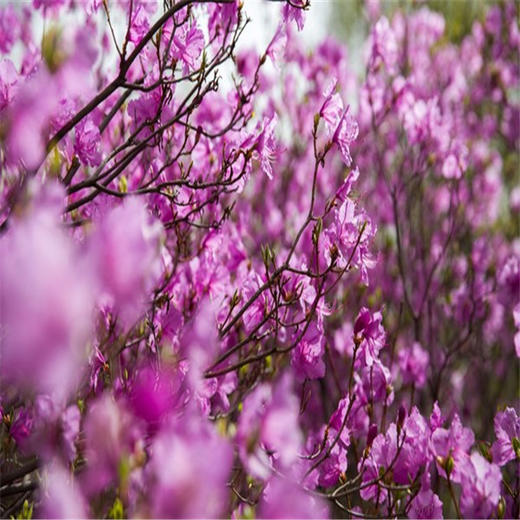 周末/五一1天【喇叭沟门】高山杜鹃花海の穿越原始白桦林 休闲踏青赏花活动 商品图0