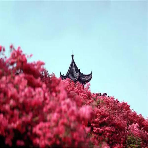 周末/五一1天【喇叭沟门】高山杜鹃花海の穿越原始白桦林 休闲踏青赏花活动 商品图6