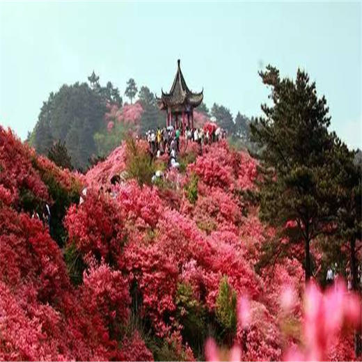 周末/五一1天【喇叭沟门】高山杜鹃花海の穿越原始白桦林 休闲踏青赏花活动 商品图3